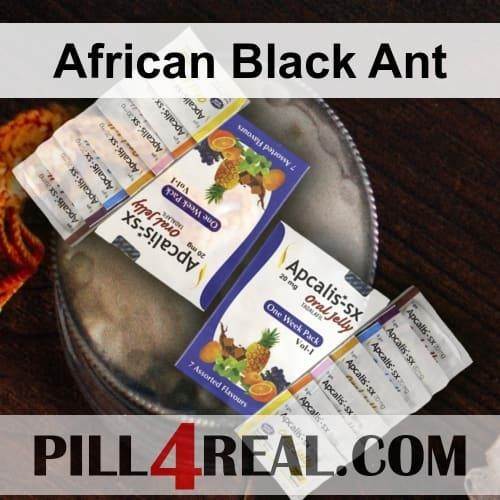 African Black Ant 162