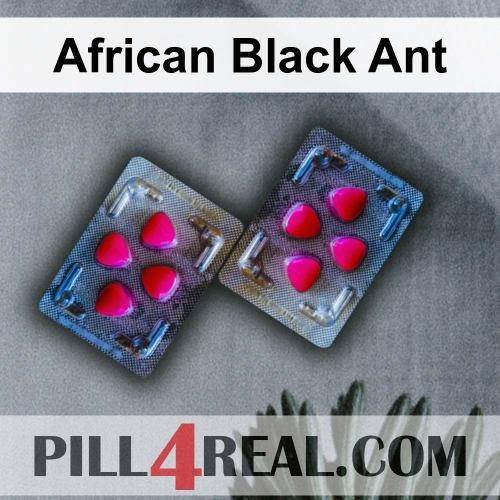African Black Ant 499