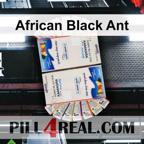 African Black Ant 649