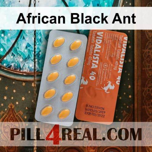 African Black Ant 961