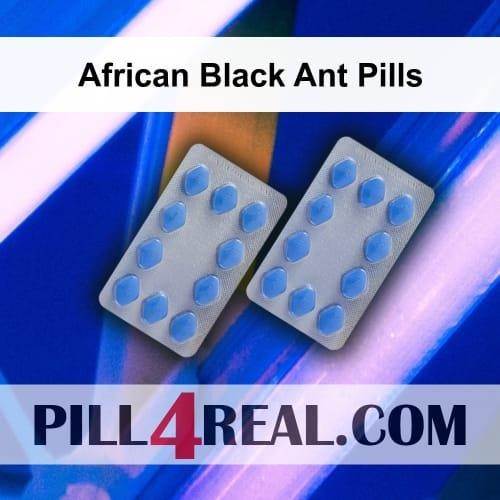 African Black Ant Pills 024