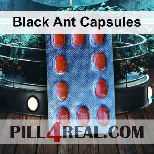 Black Ant Capsules 413