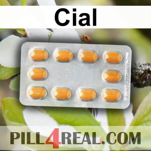 Cial 482