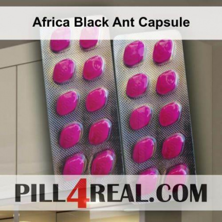 Africa Black Ant Capsule 031