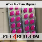 Africa Black Ant Capsule 031