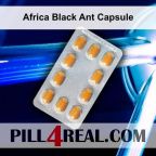 Africa Black Ant Capsule 085