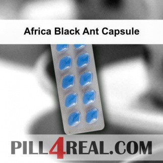 Africa Black Ant Capsule 177