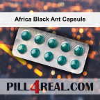 Africa Black Ant Capsule 281