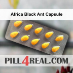 Africa Black Ant Capsule 286