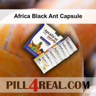 Africa Black Ant Capsule 417