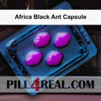 Africa Black Ant Capsule 469