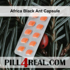 Africa Black Ant Capsule 484