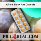 Africa Black Ant Capsule 682