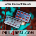 Africa Black Ant Capsule 715