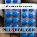 Africa Black Ant Capsule 717