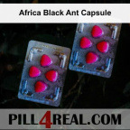 Africa Black Ant Capsule 747
