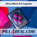 Africa Black Ant Capsule 807