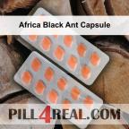 Africa Black Ant Capsule 860