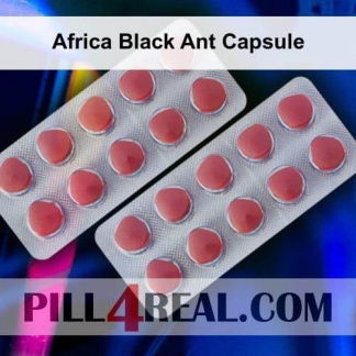 Africa Black Ant Capsule 897