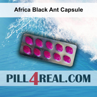 Africa Black Ant Capsule 944