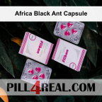 Africa Black Ant Capsule 962