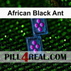 African Black Ant 067