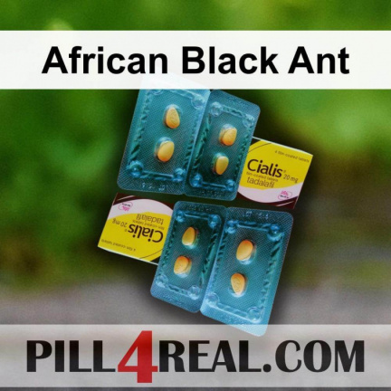 African Black Ant 137