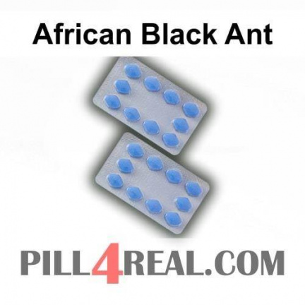 African Black Ant 143