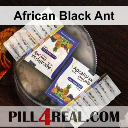 African Black Ant 162