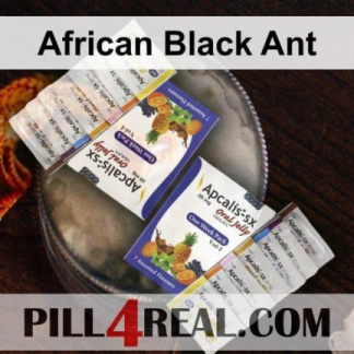 African Black Ant 162