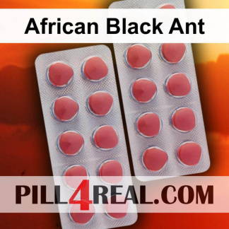 African Black Ant 163