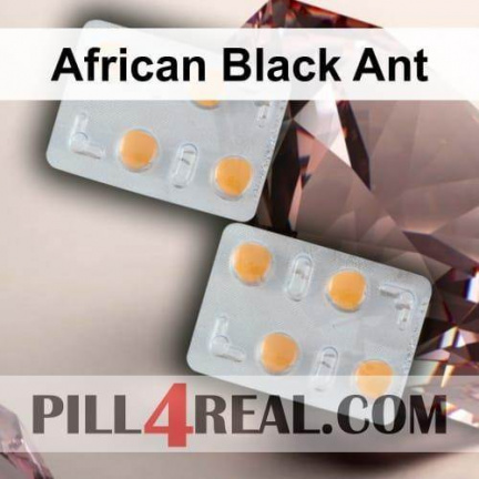 African Black Ant 182
