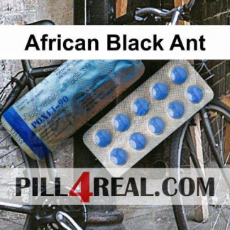 African Black Ant 191