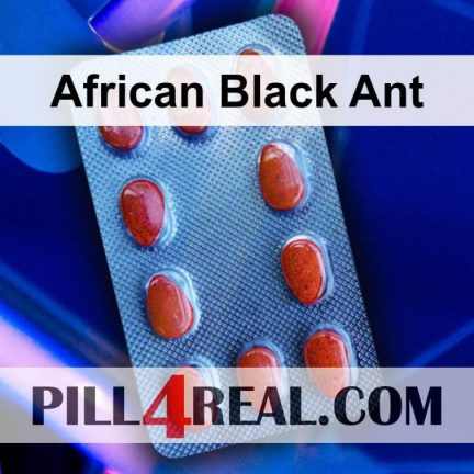 African Black Ant 245
