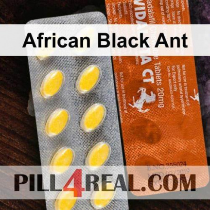 African Black Ant 326