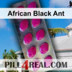 African Black Ant 332