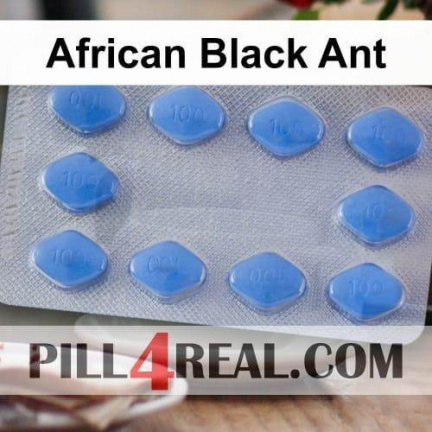 African Black Ant 347