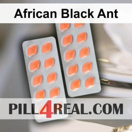 African Black Ant 350