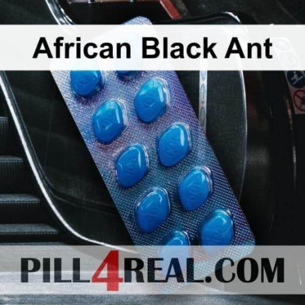 African Black Ant 440
