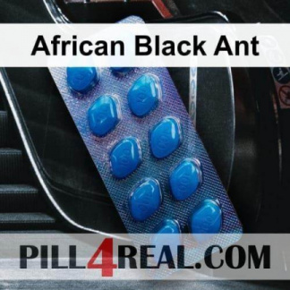 African Black Ant 440