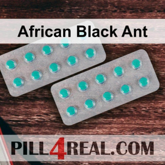 African Black Ant 449