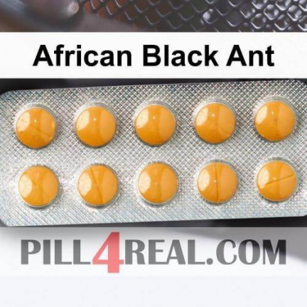 African Black Ant 530