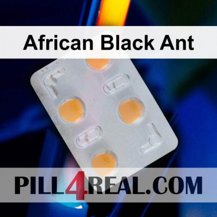 African Black Ant 545