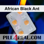 African Black Ant 545