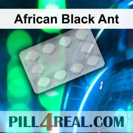 African Black Ant 632