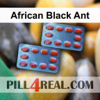 African Black Ant 640