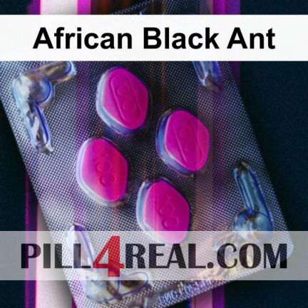 African Black Ant 695
