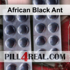 African Black Ant 698