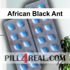 African Black Ant 724