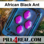 African Black Ant 734